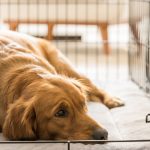 Understanding the Difference Between Service Dog and Emotional Support Dog